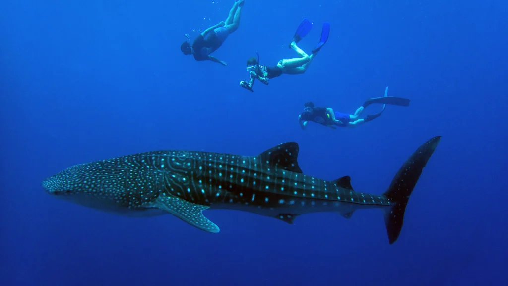 Tubarão Baleia nas Maldivas